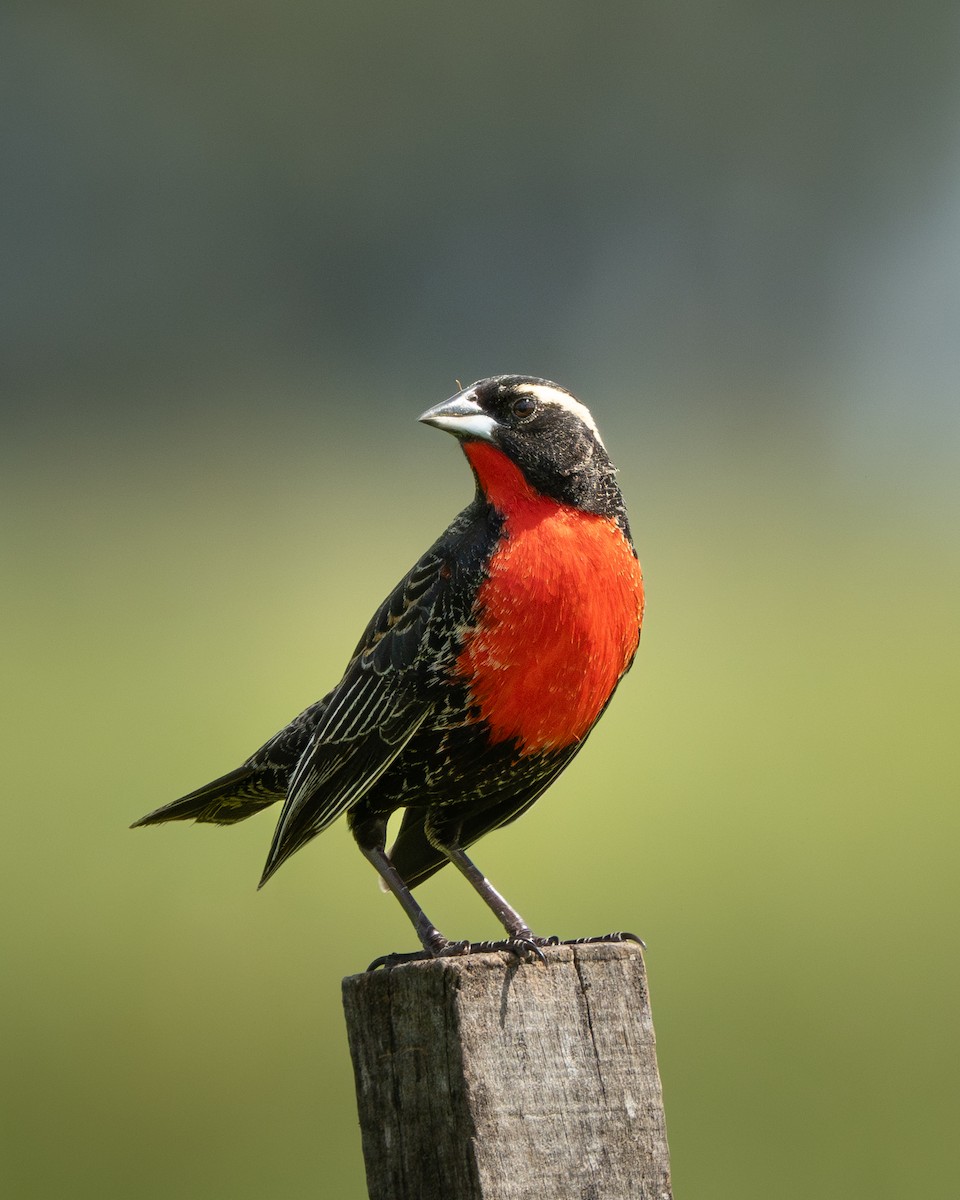 White-browed Meadowlark - ML643345401