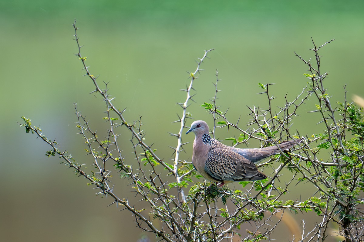 Spotted Dove - ML643345403