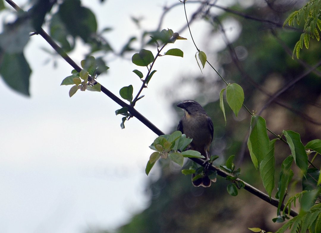 Bluish-gray Saltator - ML643345416