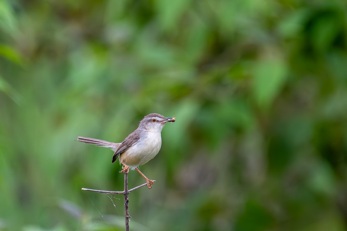 Plain Prinia - ML643345434