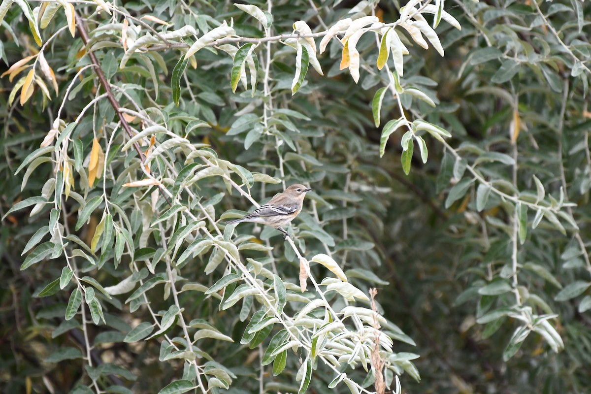 キヅタアメリカムシクイ（coronata） - ML643345439
