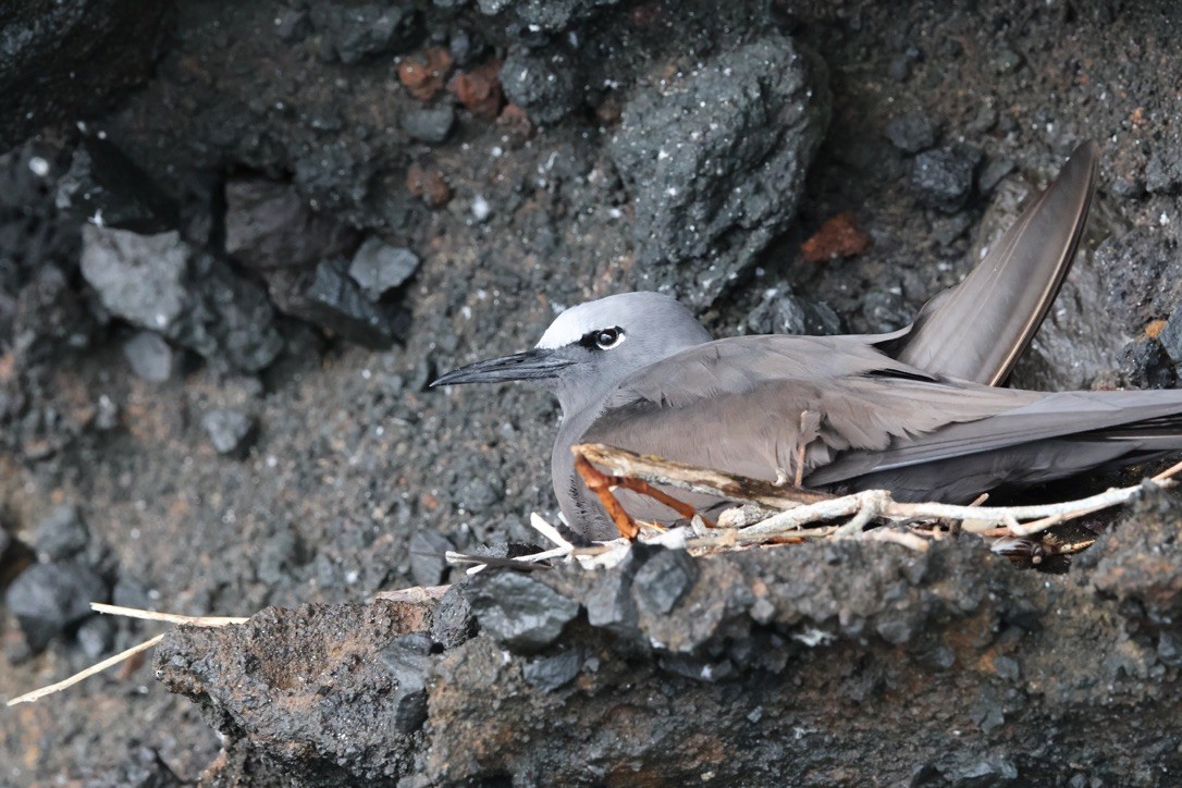 Brown Noddy - ML643345457