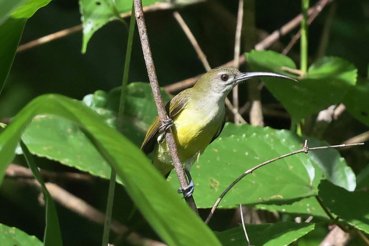 Little Spiderhunter - ML643345475