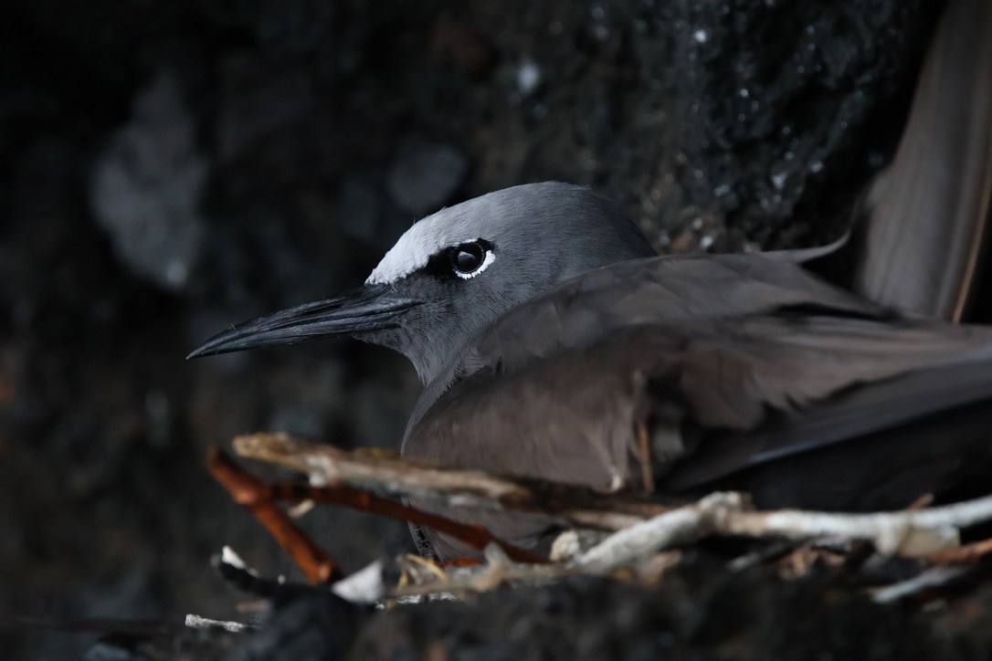 Brown Noddy - ML643345482