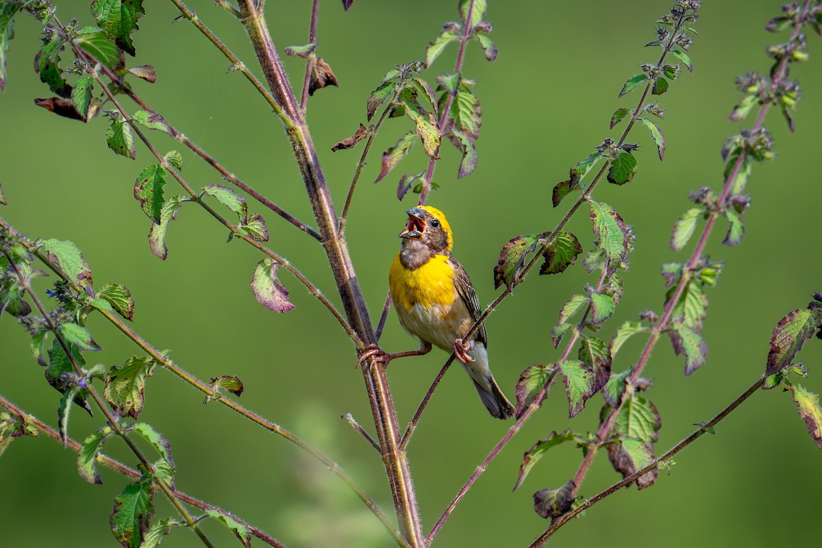 Baya Weaver - ML643345502