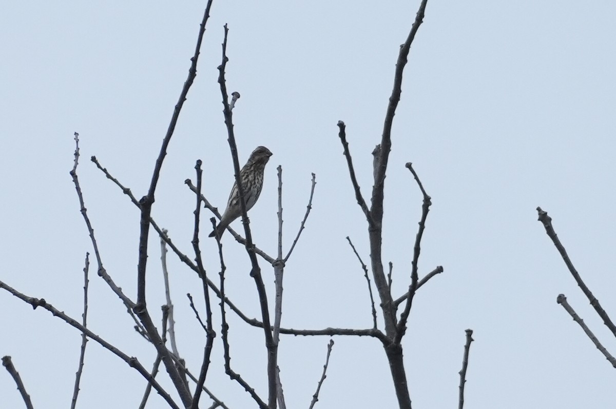 Purple Finch - ML643345504