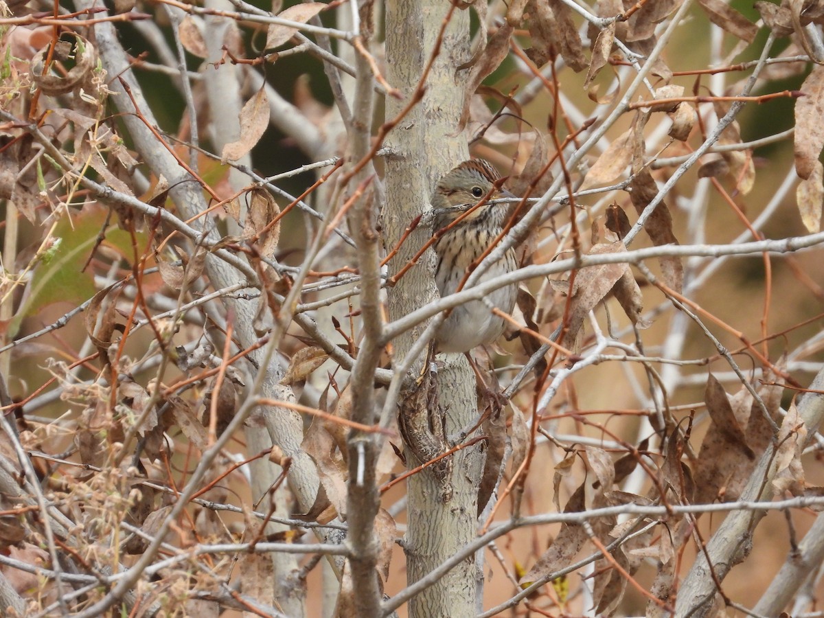 Lincoln's Sparrow - ML643345508