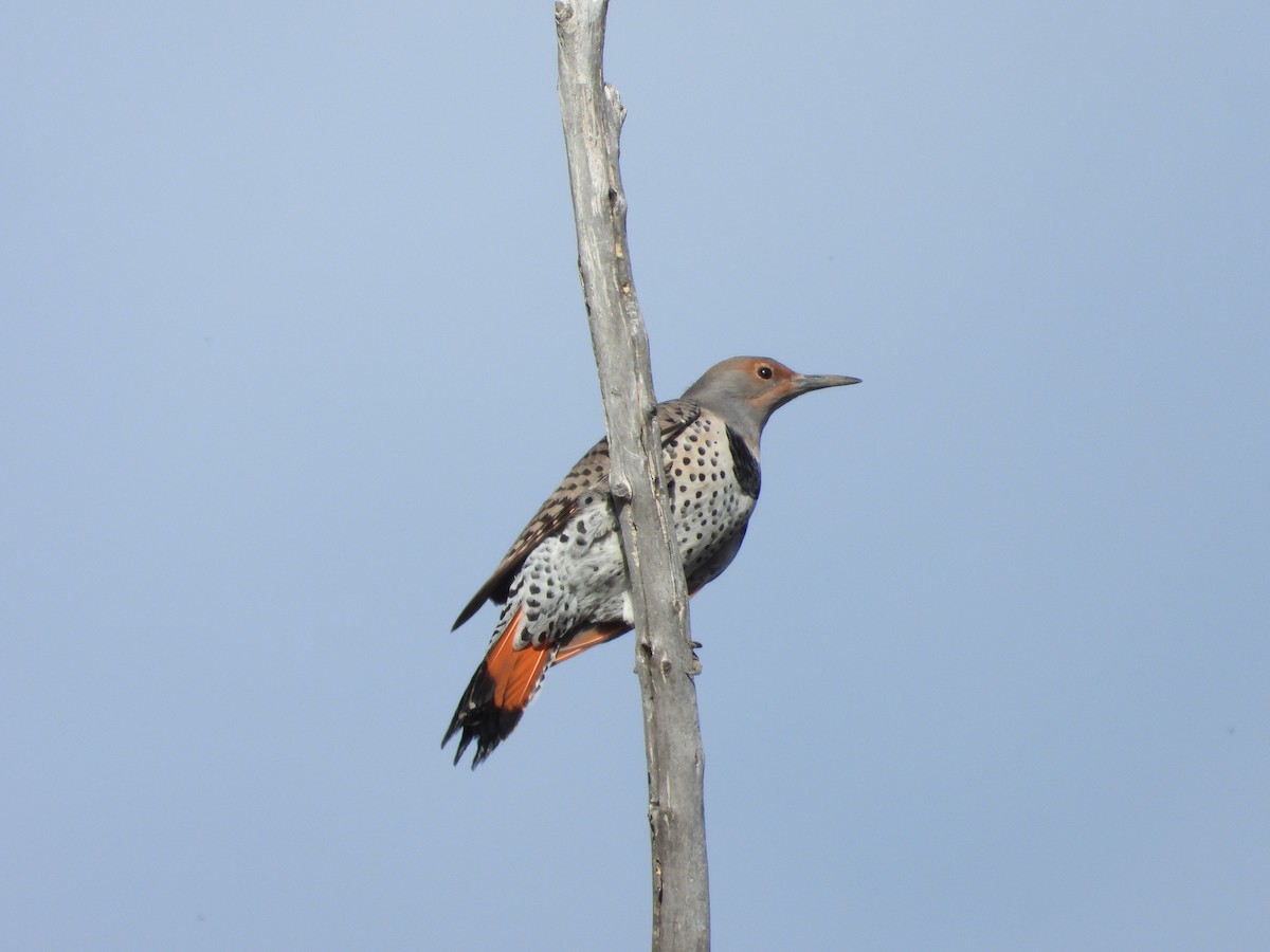 Northern Flicker - ML643345534
