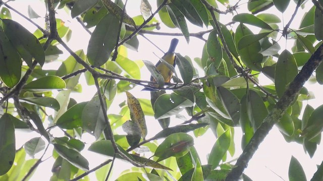 Blue-backed Tanager - ML643345536