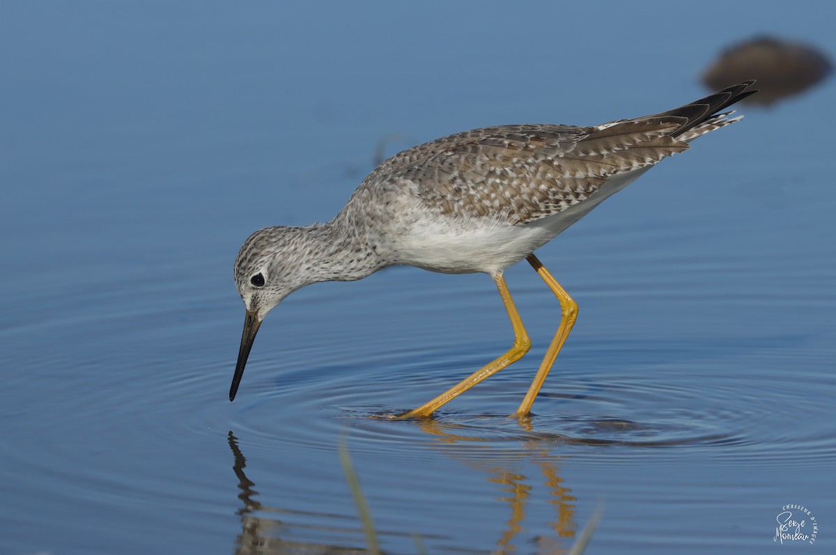 Lesser Yellowlegs - ML643345539