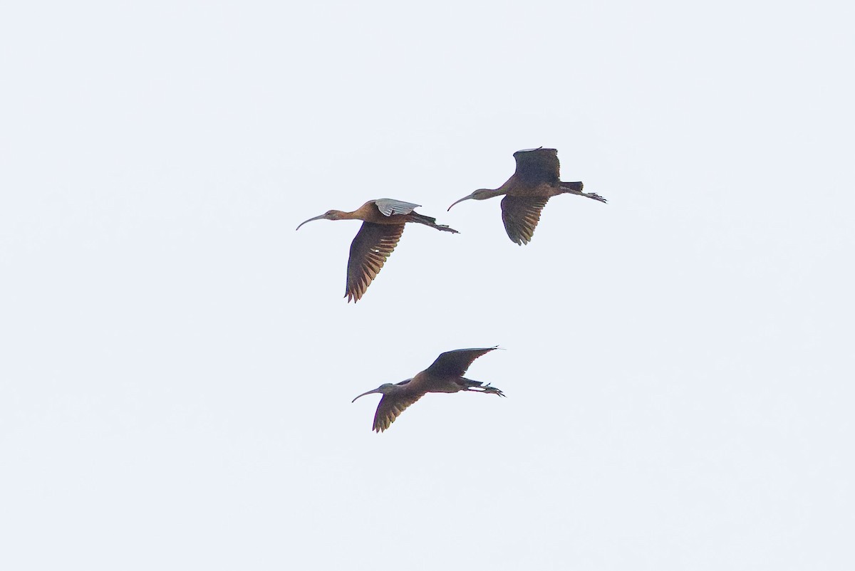 Glossy Ibis - ML643345540