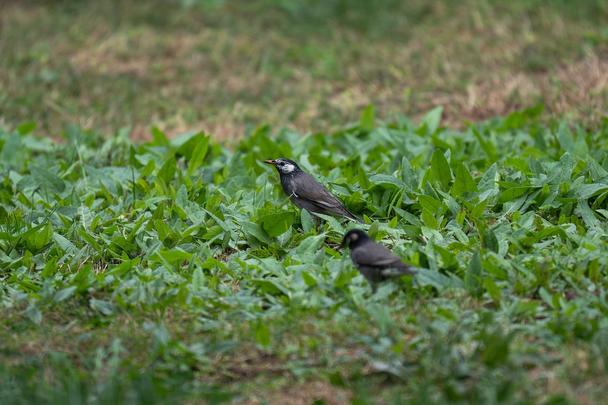 ムクドリ - ML643345557