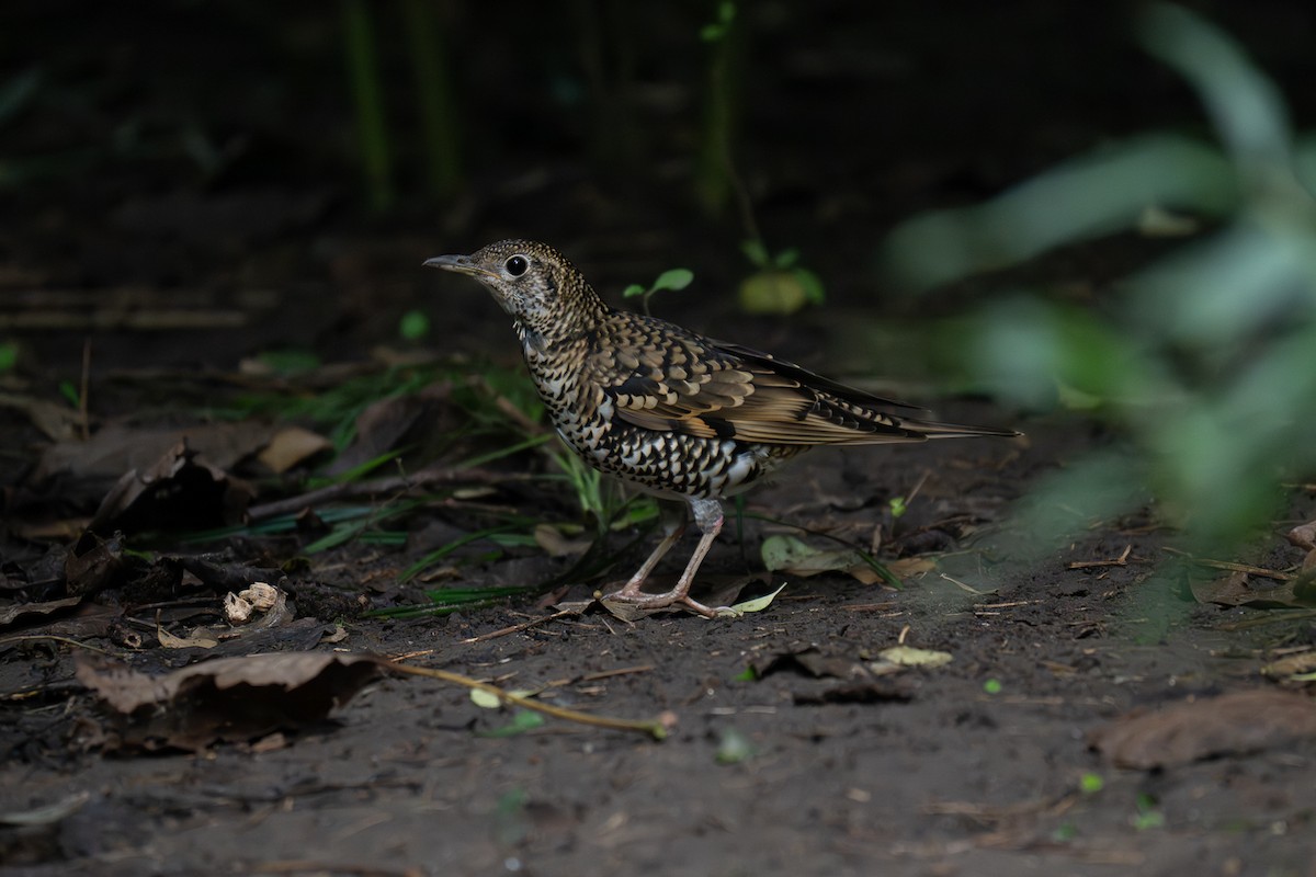 White's Thrush - ML643345568