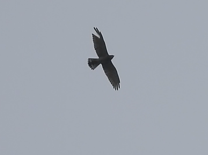 Gray-faced Buzzard - ML643345586