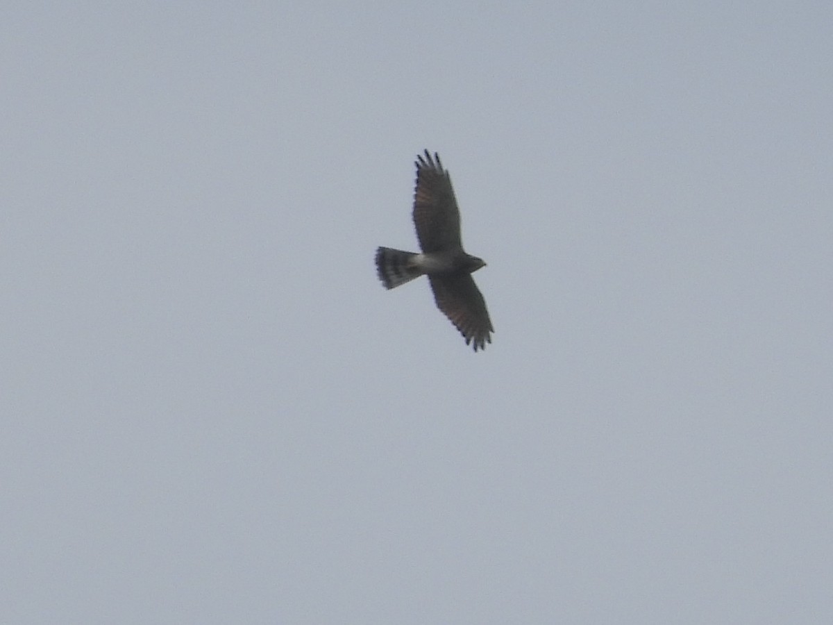 Gray-faced Buzzard - ML643345587