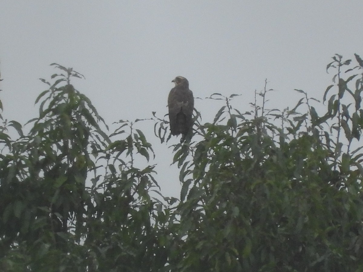 Gray-faced Buzzard - ML643345588