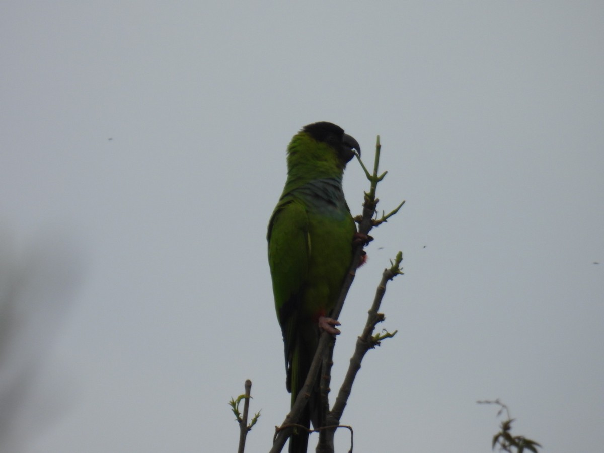 Nanday Parakeet - ML643345594