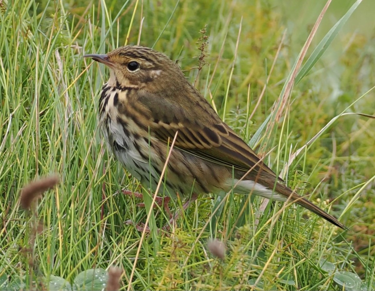 Pipit à dos olive - ML643345608