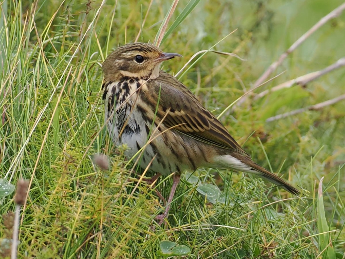 Pipit à dos olive - ML643345609