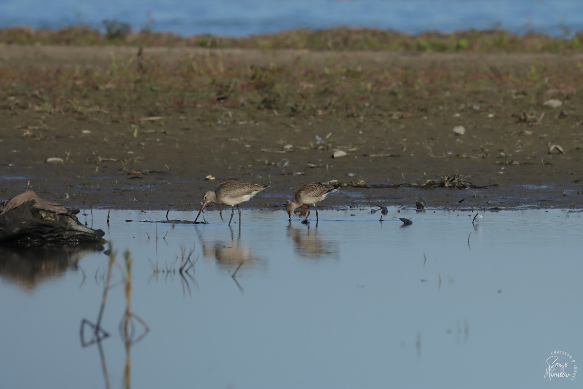 Hudsonian Godwit - ML643345611