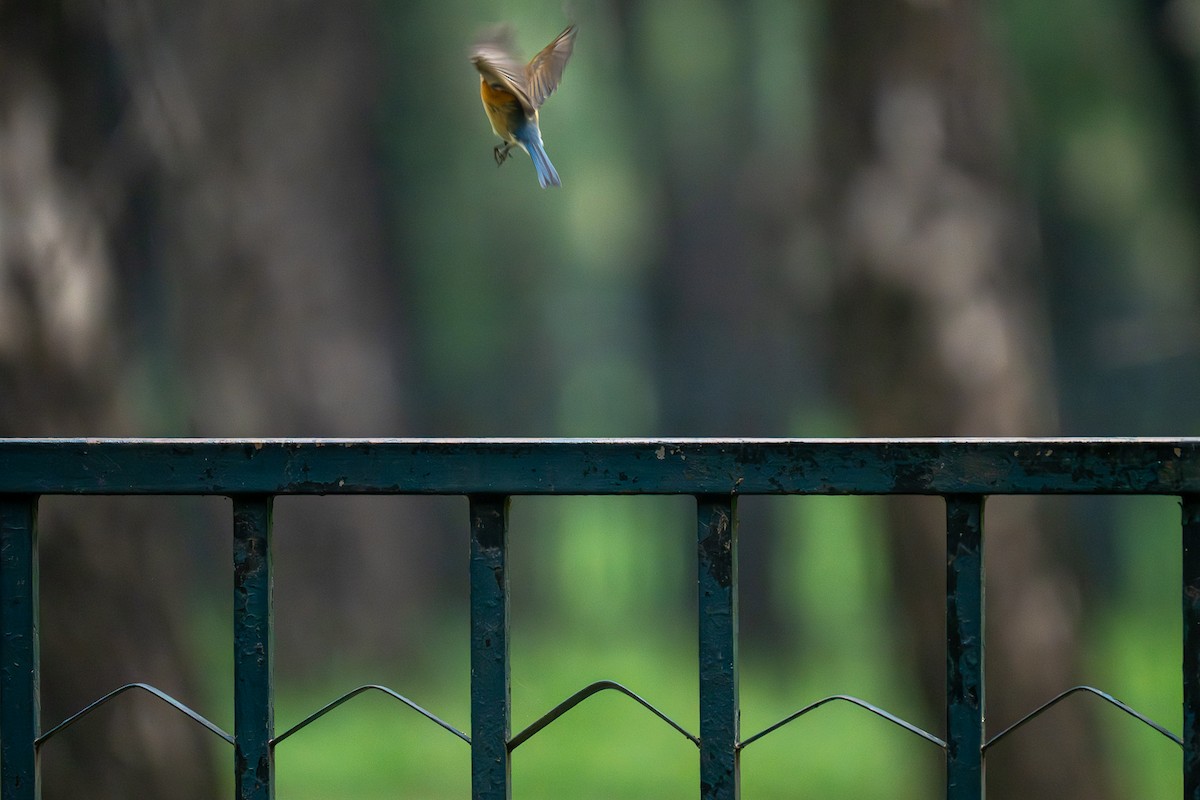 Red-flanked Bluetail - ML643345616