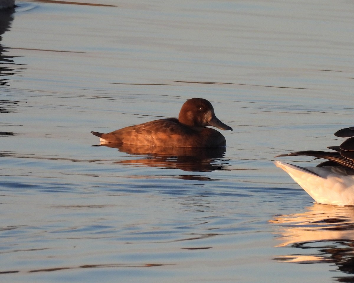 Greater Scaup - ML643345619