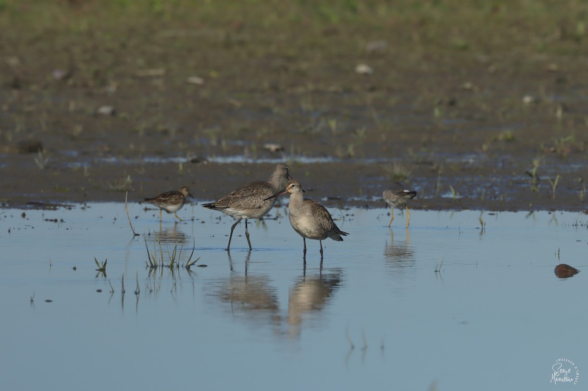 Hudsonian Godwit - ML643345627