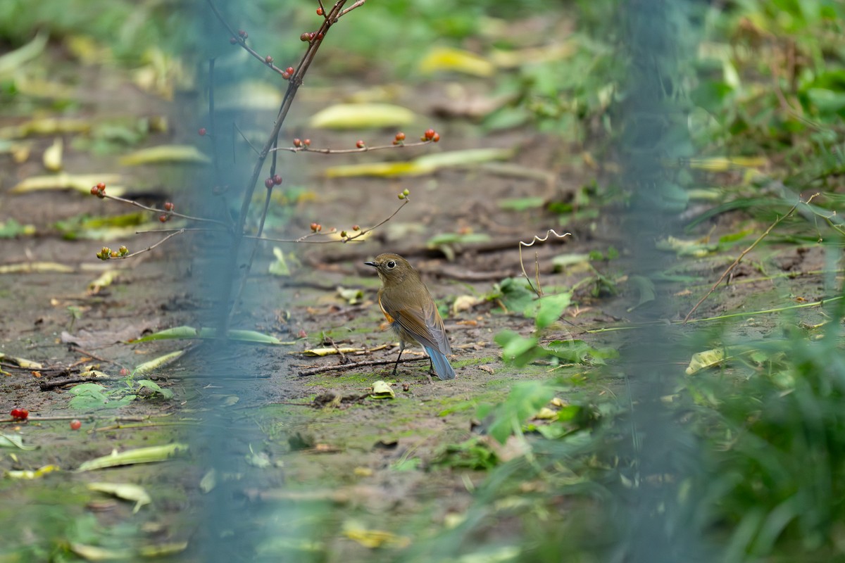 Red-flanked Bluetail - ML643345630