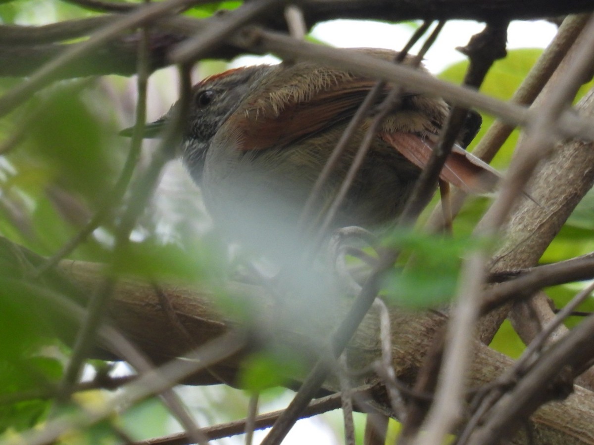 Sooty-fronted Spinetail - ML643345637