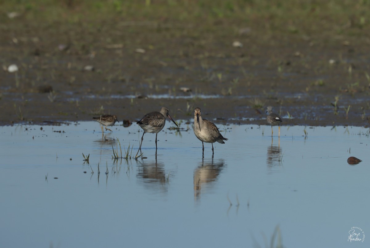 Hudsonian Godwit - ML643345638