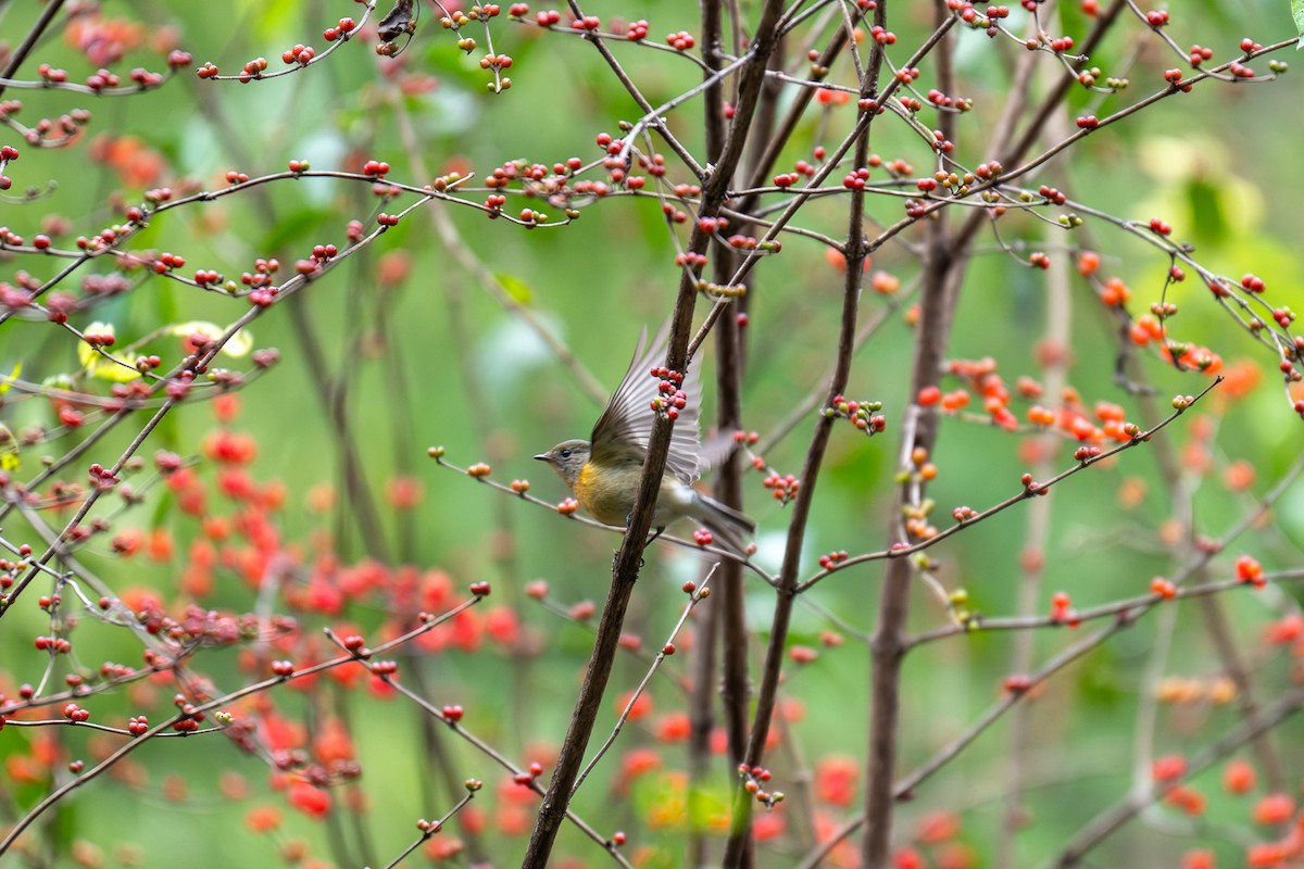 Mugimaki Flycatcher - ML643345642