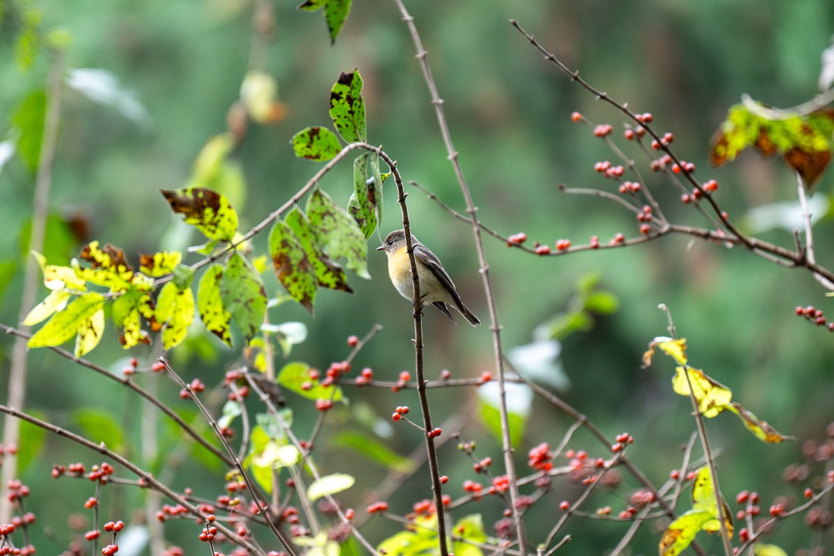 Mugimaki Flycatcher - ML643345645