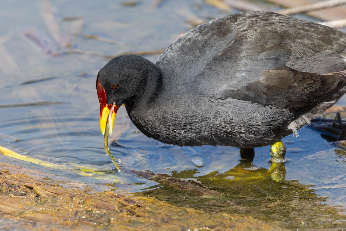 Red-fronted Coot - ML643345649