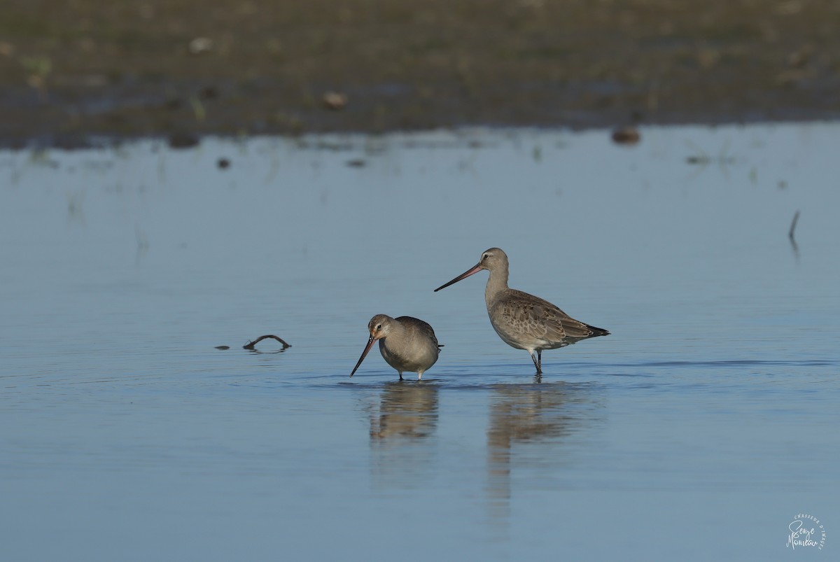 Hudsonian Godwit - ML643345650