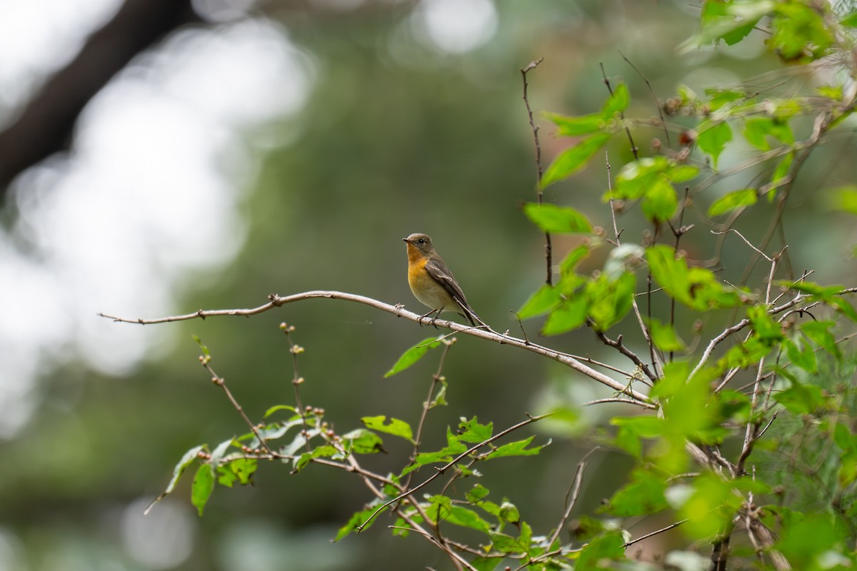 Mugimaki Flycatcher - ML643345653