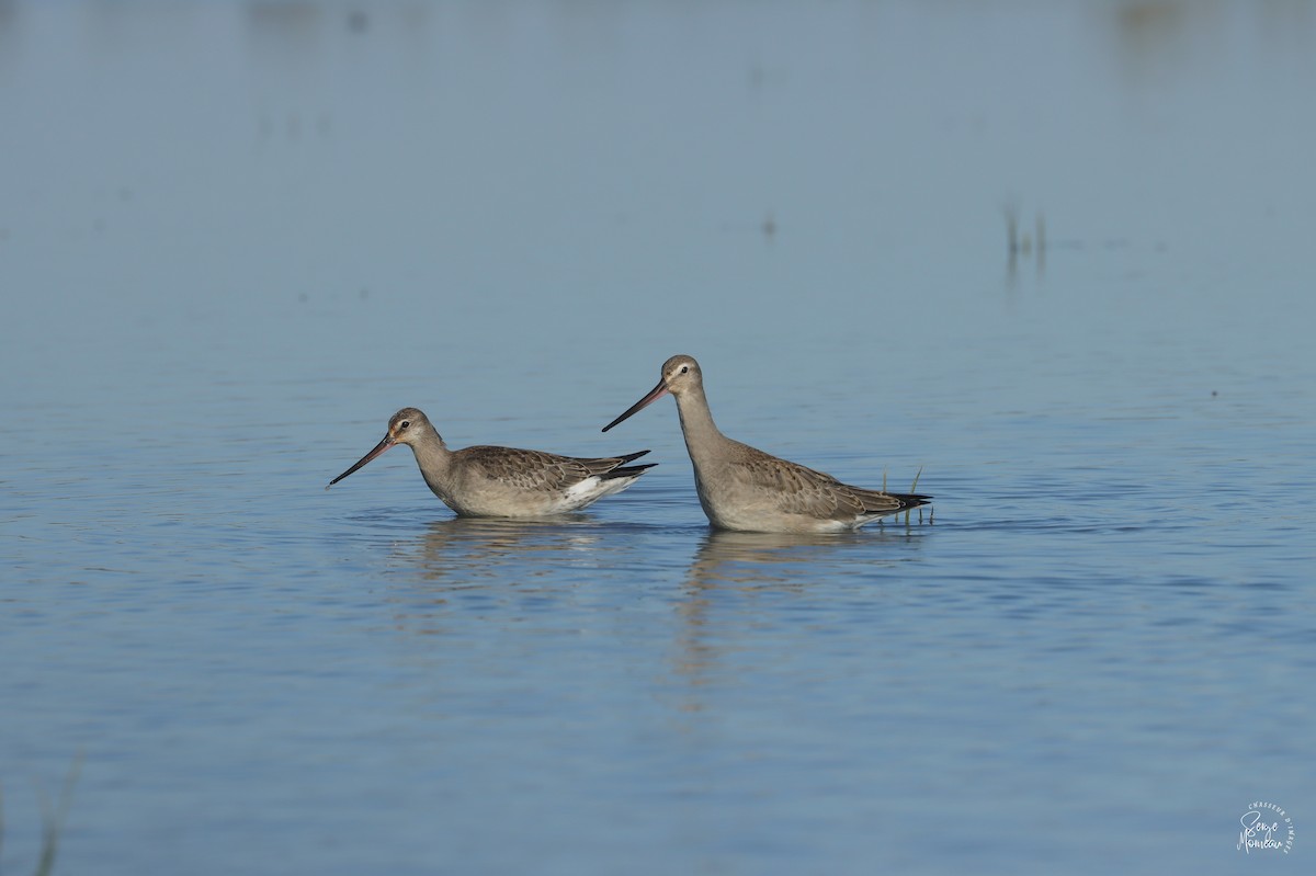 Hudsonian Godwit - ML643345657