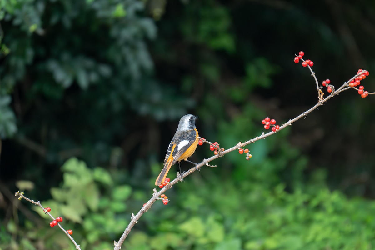 Daurian Redstart - ML643345658