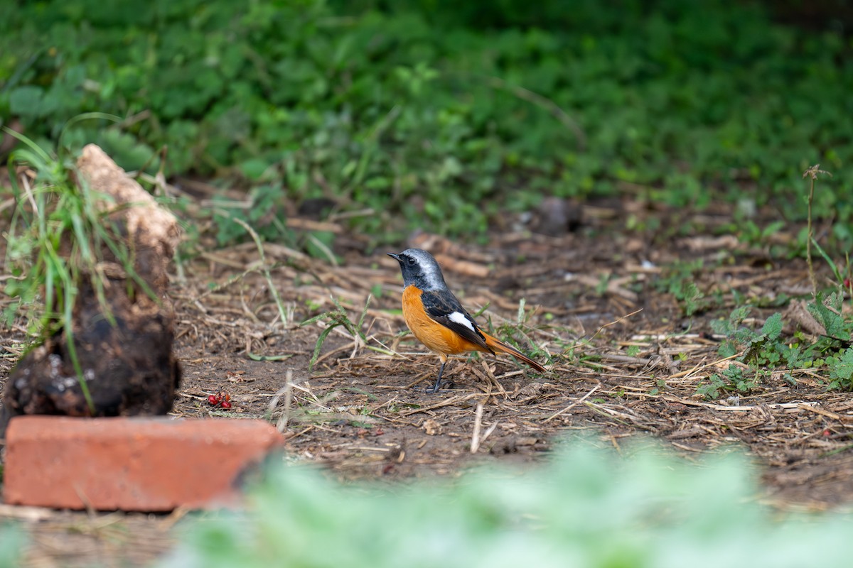 Daurian Redstart - ML643345659