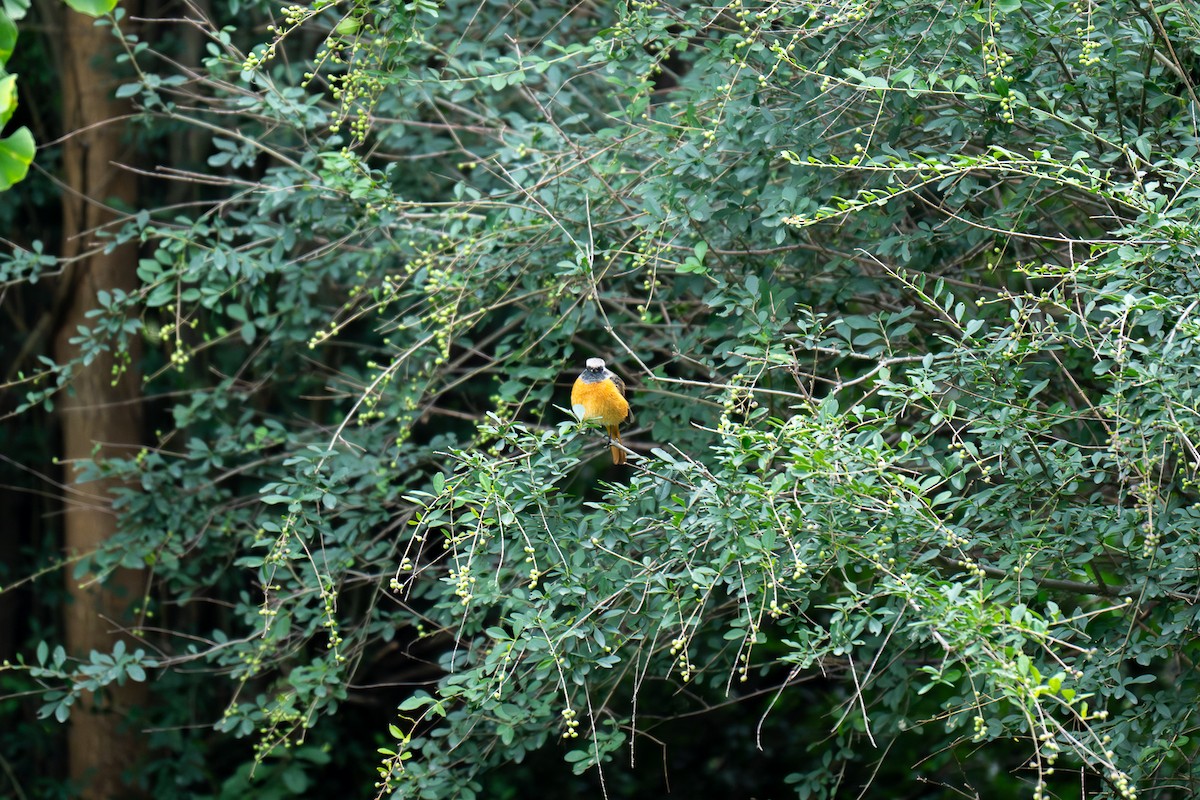 Daurian Redstart - ML643345660