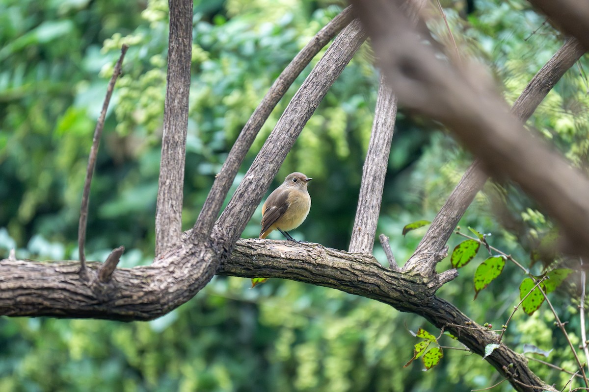 Daurian Redstart - ML643345664