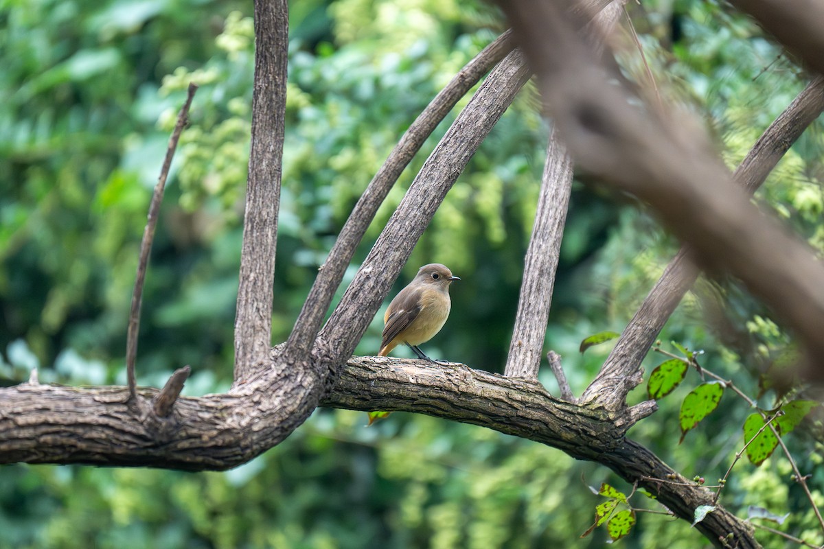 Daurian Redstart - ML643345665