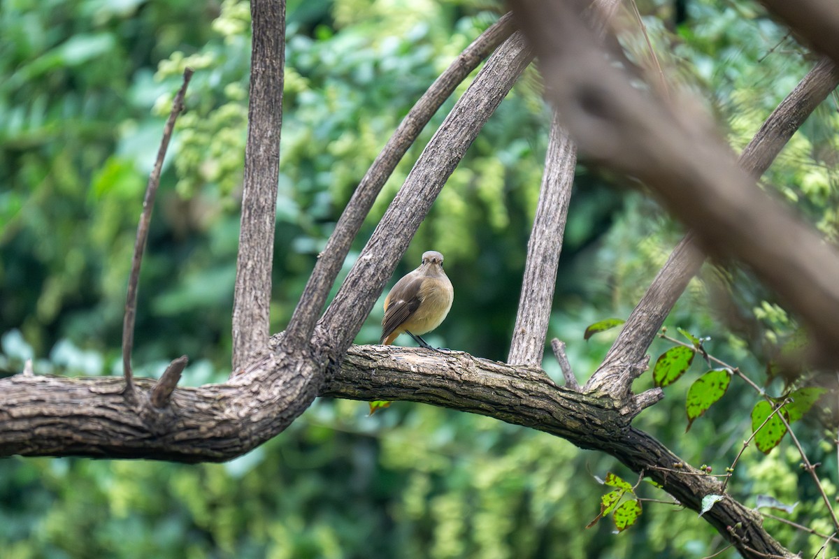 Daurian Redstart - ML643345666