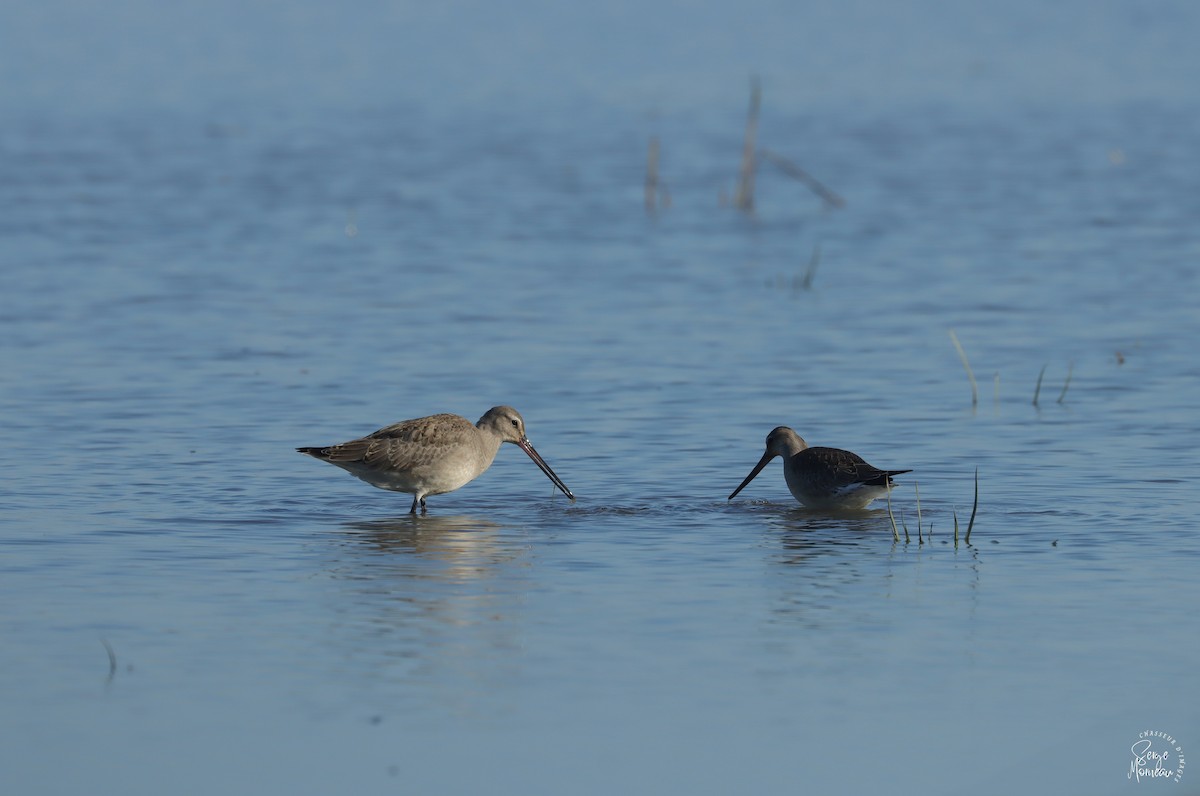 Hudsonian Godwit - ML643345673