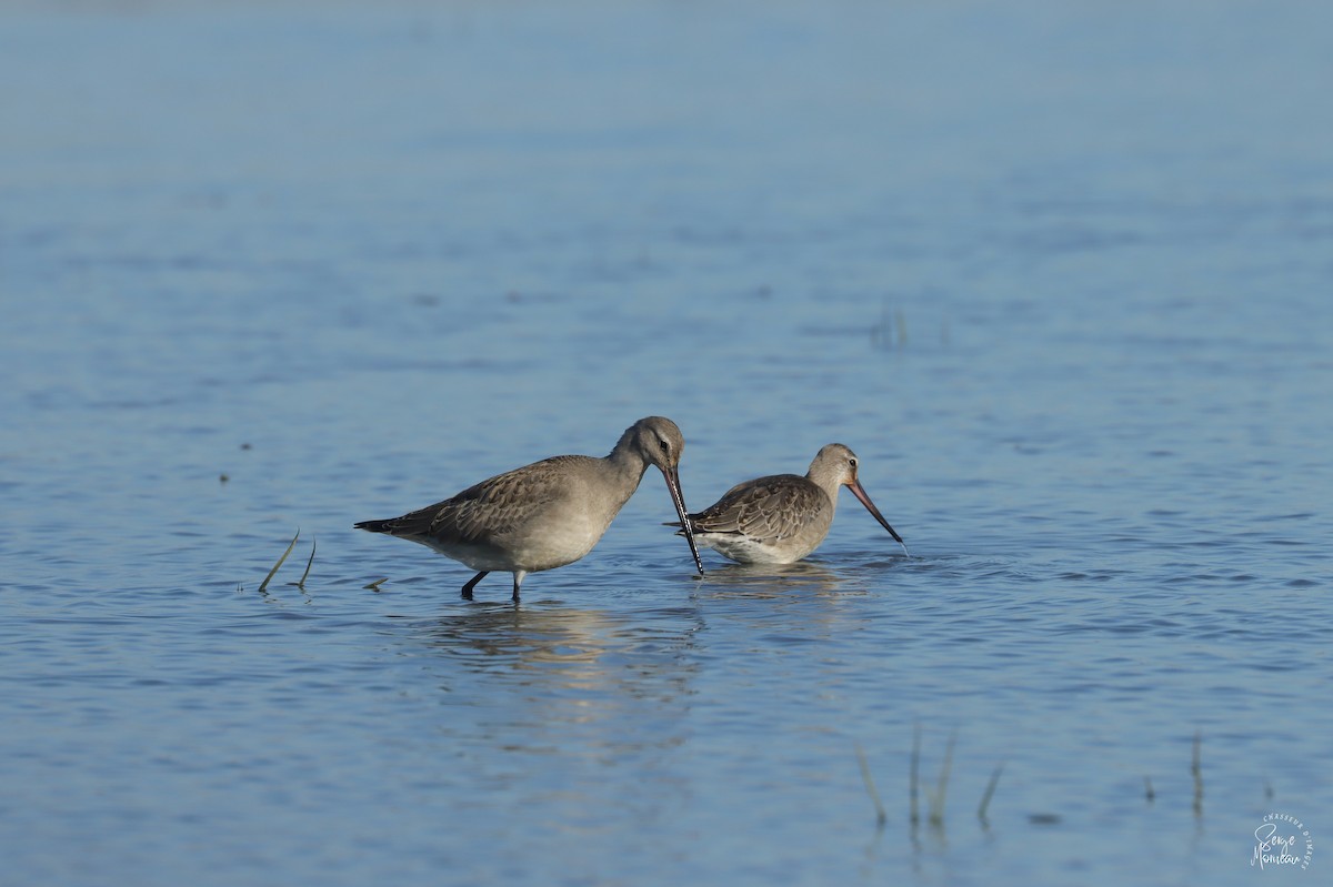 Hudsonian Godwit - ML643345674