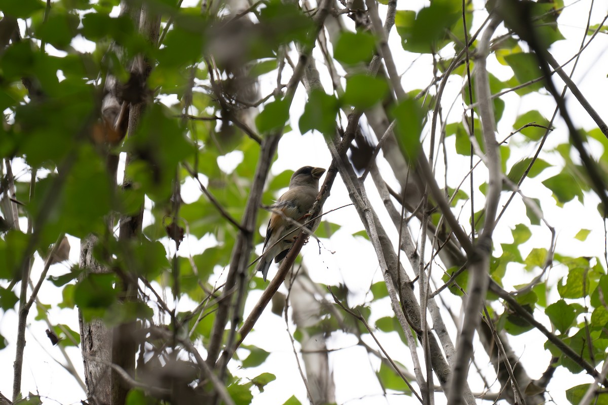 Yellow-billed Grosbeak - ML643345675