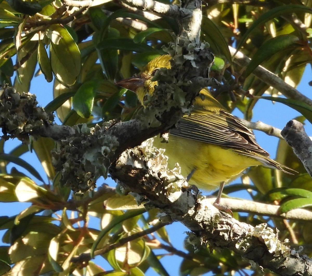 Scarlet Tanager - ML643345691
