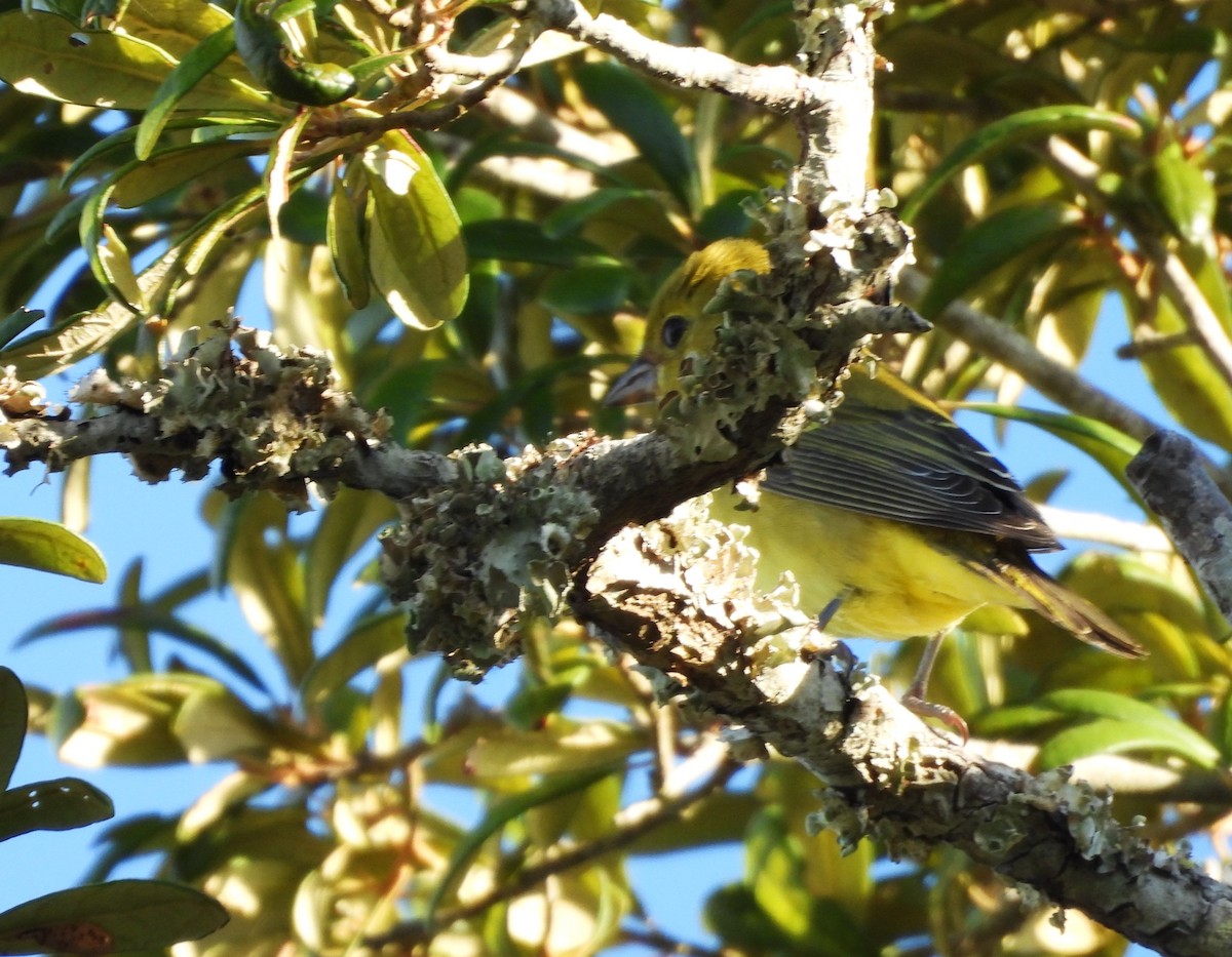 Scarlet Tanager - ML643345692