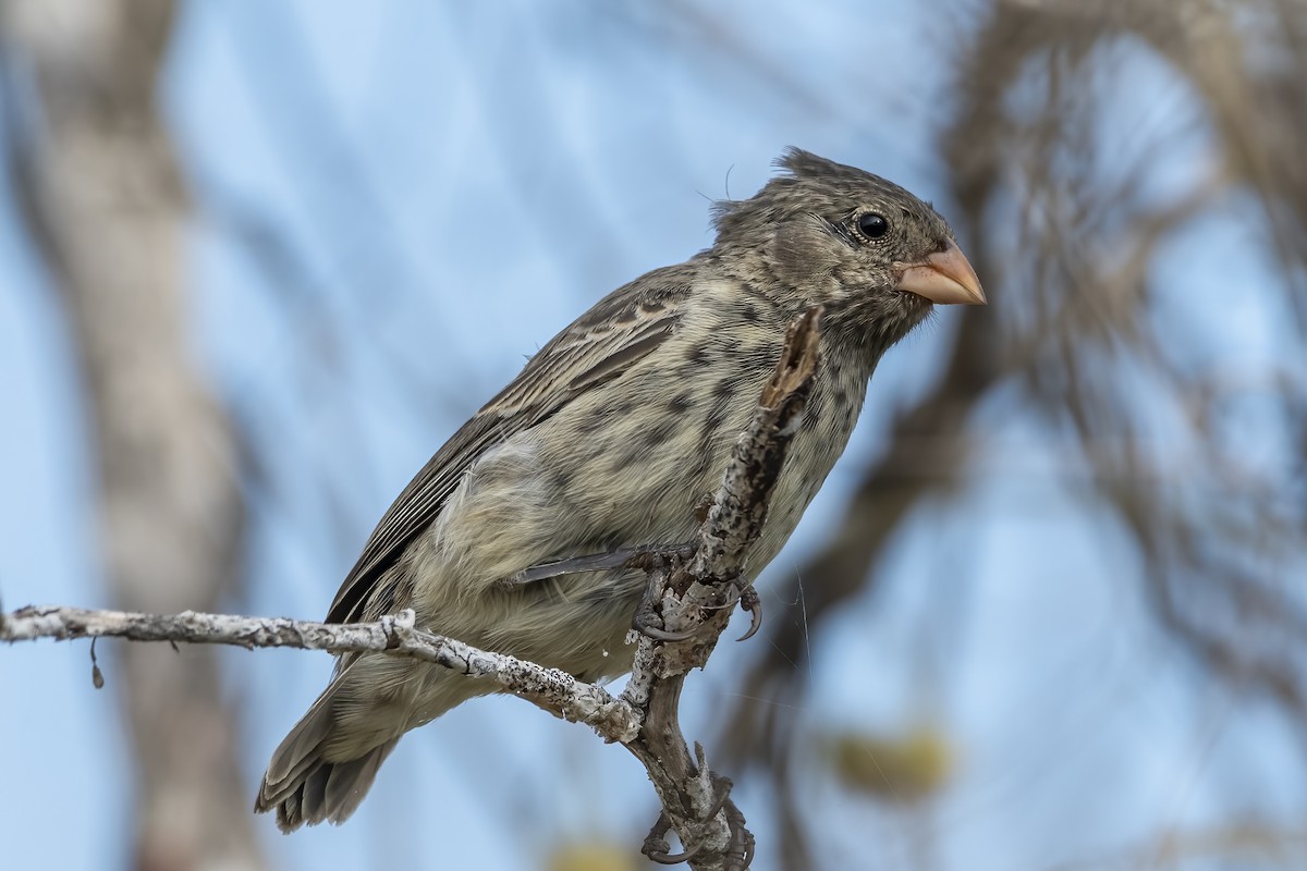 Small Ground-Finch - ML643345725