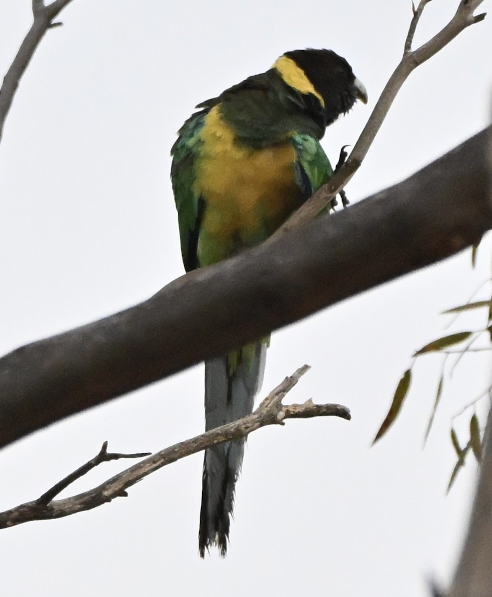 Australian Ringneck (Twenty-eight) - ML643345729