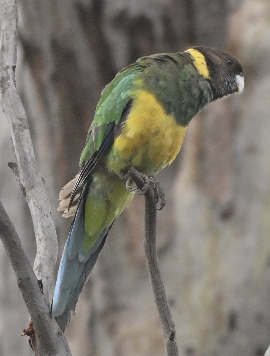 Australian Ringneck (Twenty-eight) - ML643345735
